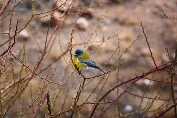 Grey-hooded sierra finch, spotted in the Villavicencio Natural Reserve, in Mendoza, Argentina.