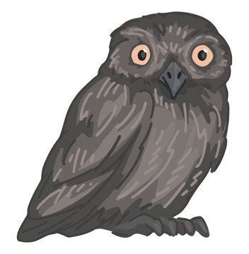 Athene noctua owl clipart in cartoon style. Realistic colored drawing of nocturnal bird wild animal. Vector illustration isolated on white background.