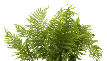 Wood ferns branches isolated on white background. Forest plants fern Dryopteris. © vaitekune
