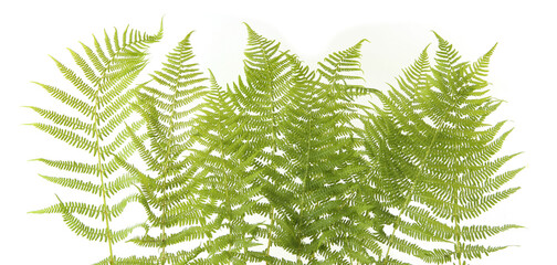Wood ferns branches isolated on white background. Forest plants fern Dryopteris. © vaitekune