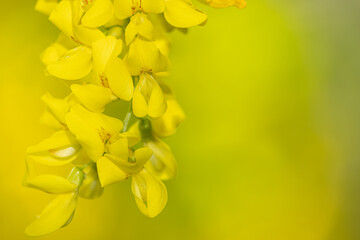 Golden chain flowers, space for text