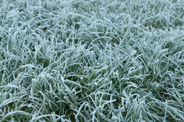 Close-up of a frosty grass
