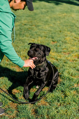 a woman trains a black dog of a large Cane Corso breed on a walk in the park the dog follows the owner's commands