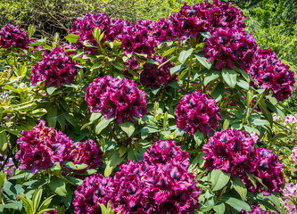 Blühender Rhododendron, in einem Park, Mainau, Baden-Württemberg, Deutschland