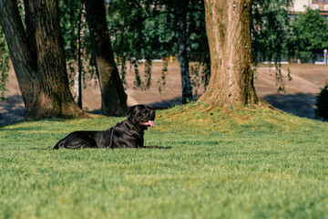 Obraz na płótnie Canvas a black dog with a protruding tongue of a large breed cane corso on a walk in the park plays rests on the grass