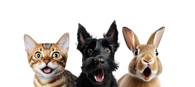 Portrait of Three Surprised Animals (cat, dog and rabbit). AI generative. Isolated on White and PNG Transparent Background.