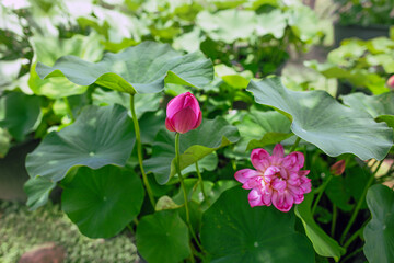 pink flowers in the garden