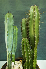 Cereus is a genus of cacti