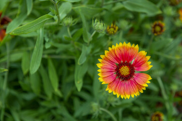 Like cactus flowers, for example, gazania flowers