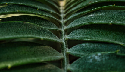 leaf closeup with fine structures in jena
