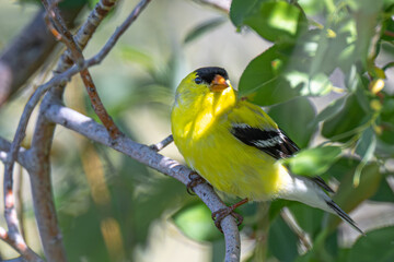 Male American Goldfinch (Spinus tristis)