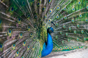 Obraz premium A peacock spreads a large and bright tail in a park in the Krasnodar Territory. Novorossiysk, Russia. 07.06.2023