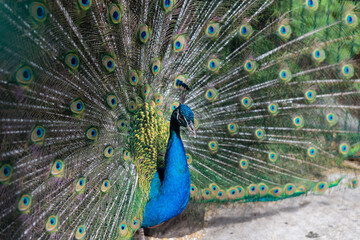 A peacock spreads a large and bright tail in a park in the Krasnodar Territory. Novorossiysk,...