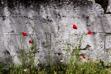 Red poppy flowers in front of the wall.