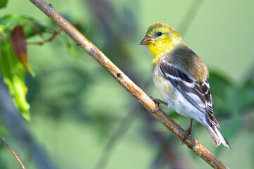 Perching American Goldfinch (Spinus tristis)