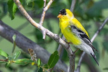 Male American Goldfinch (Spinus tristis)