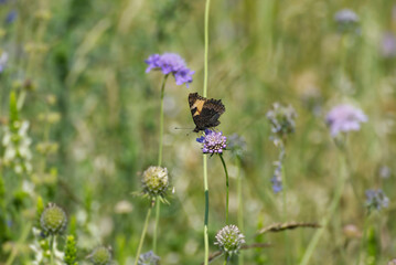 Small Tortoiseshell Butterfly (Aglais urticae) sitting on a small scabious in Zurich, Switzerland