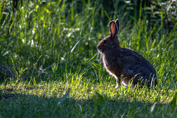 Snowshoe Hare (Lepus americanus) in Late Spring