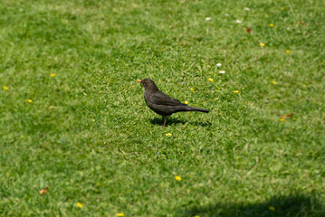Female eurasian blackbird (Turdus merula) sitting on grass in Zurich, Switzerland