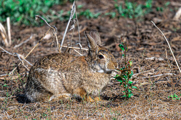 Eastern Cottontail (Sylvilagus floridanus) Rabbit