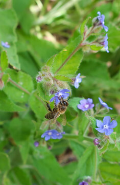 Abeja en una flor