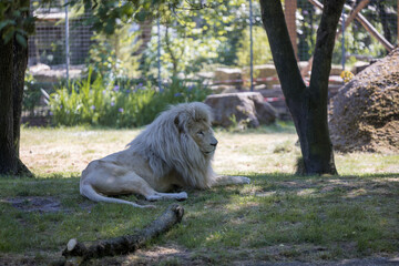 Wei&szlig;er L&ouml;we