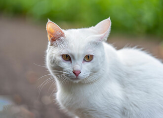 Naklejka na ściany i meble A Cute White cat outdoor