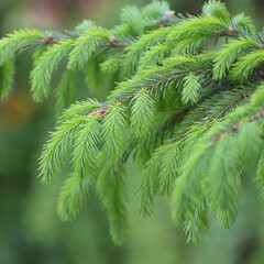 Spruce branch with young needles in spring