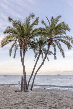 palm trees on the beach