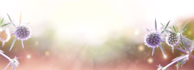 Pastel Abstract Natural Background .Eryngium Planum.Blurred Background.