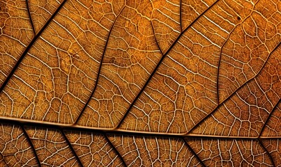  a close up view of a leaf's surface with a brown color and a pattern of thin lines on the top of the leaf.  generative ai