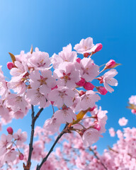 Fototapeta premium close-up of delicate pink cherry blossoms against a clear blue sky, generative ai 
