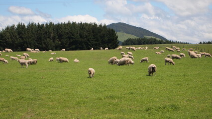 Fototapeta na wymiar Herd of sheep in New Zealand