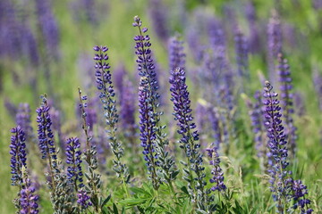 Blooming Lupines On A Summer Meadow