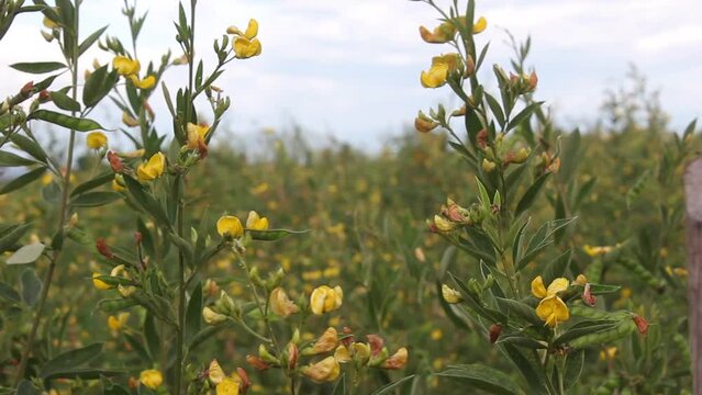Pigeon pea plantation with yellow flowers and green pods in tropical climate