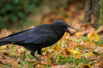 A crow closeup on a cemetery in Jena at summer, copy space