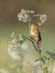 Common grasshopper warbler - at the meadow in spring