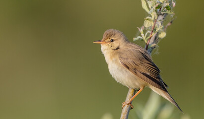 Marsh warbler - at the meadow in spring