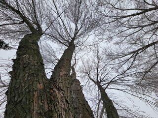 tree in winter