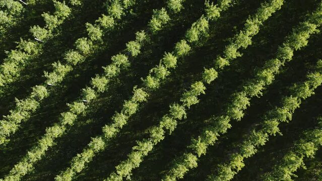 Top down aerial view agricultural farmer field green apple trees planted in row. Drone flies over garden trees rows on sunny evening. Plantation from above. Agriculture growing fruit trees