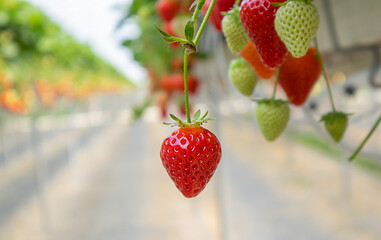 Strawberries hanging from a high bed, close-up. Concept farm, agronomist, health, desert, season, harvest, vitamins, berry, business, plants, fertilizers, growing, planting, greenhouse,food,organic.