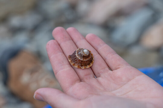 close up of sea shell on palm