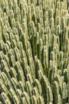 desert cactus texture