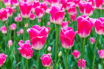 Obraz premium Bright blooming spring tulips in Vorontsovsky park, Moscow, Russia