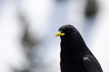 Closeup of a blackbird perched on a wooden fence