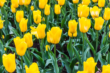 Obraz premium Bright blooming spring tulips in Vorontsovsky park, Moscow, Russia