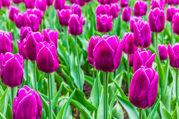 Bright blooming spring tulips in Vorontsovsky park, Moscow, Russia