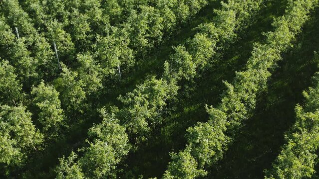 Top down aerial view agricultural farmer field green apple trees planted in row. Drone flies over garden trees rows on sunny evening. Plantation from above. Agriculture growing fruit trees