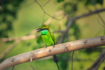 sri lanka bee-eater bird on a branch