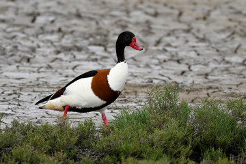 Common Shelduck // Brandgans (Tadorna tadorna) - Axios Delta, Greece